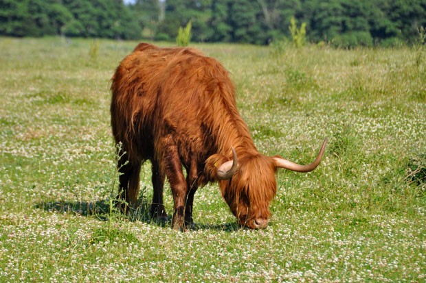 Geltinger Birk, Zur Erhaltung der Weidelandschaften werden Schottische Hochlandrinder (Highland Cattle)