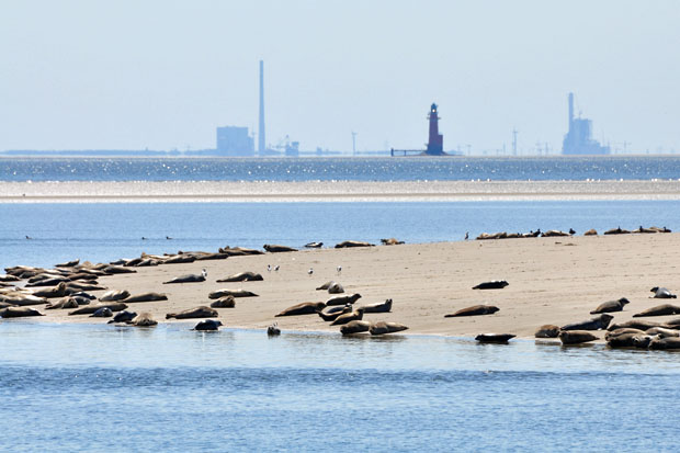 Seehunde auf der "Tegeler Plate", im Hintergrund der Leuchtturm Hohe Weg