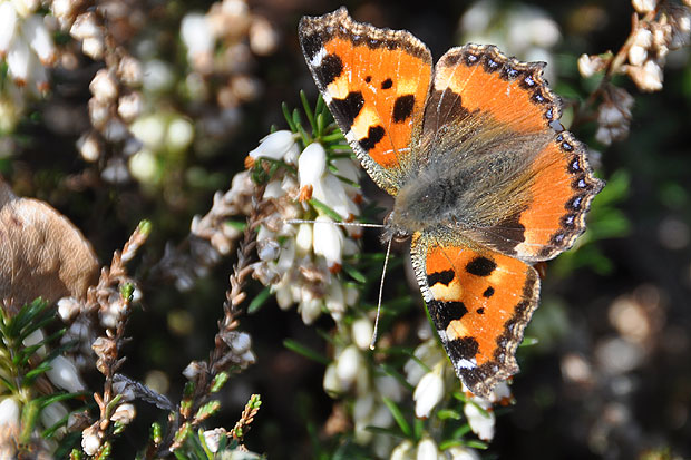Die ersten warmen Tage des Vorfrühlings locken die Schmetterlinge hervor (hier Kleiner Fuchs).