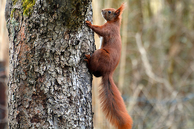 Eichhörnchen klettert auf den Baum